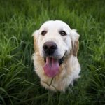 happy dog