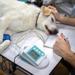 dog veterinary