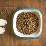 dog not eating