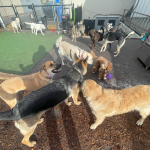 dogs out in the sun