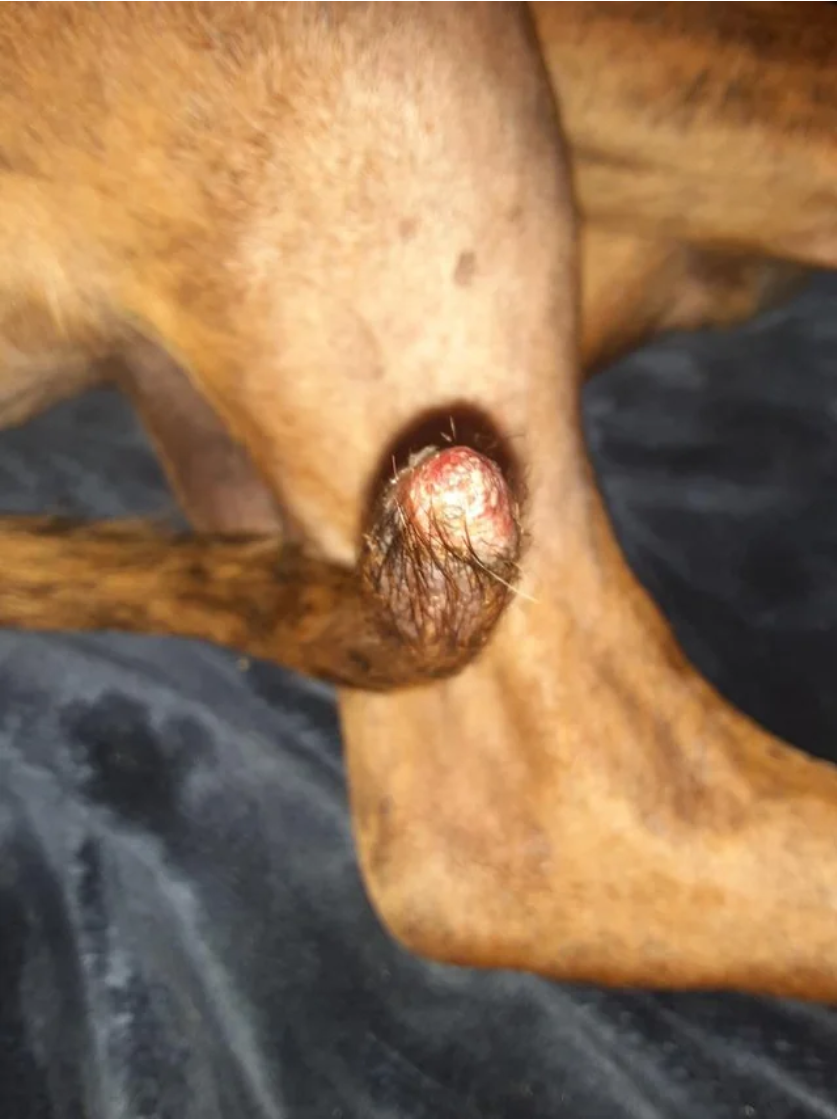 Happy Tail Syndome in dogs