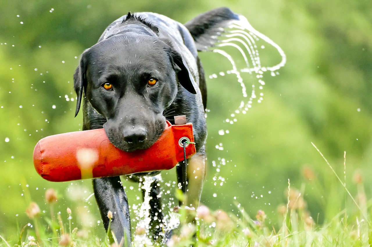 labrador, dog, retriever, animal, retrieve, pet, dummy training