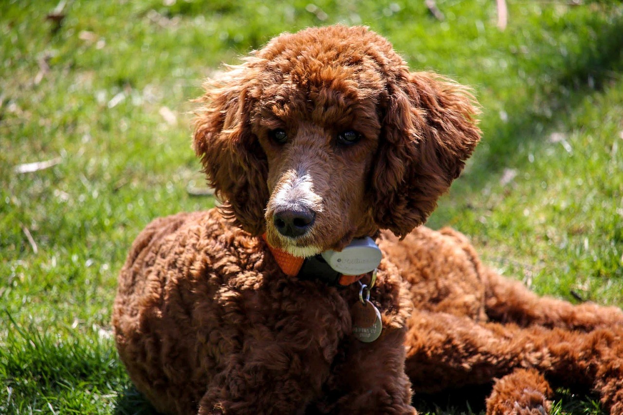 standard poodle, puppy, brown dog, standard poodle, standard poodle, standard poodle, standard poodle, standard poodle