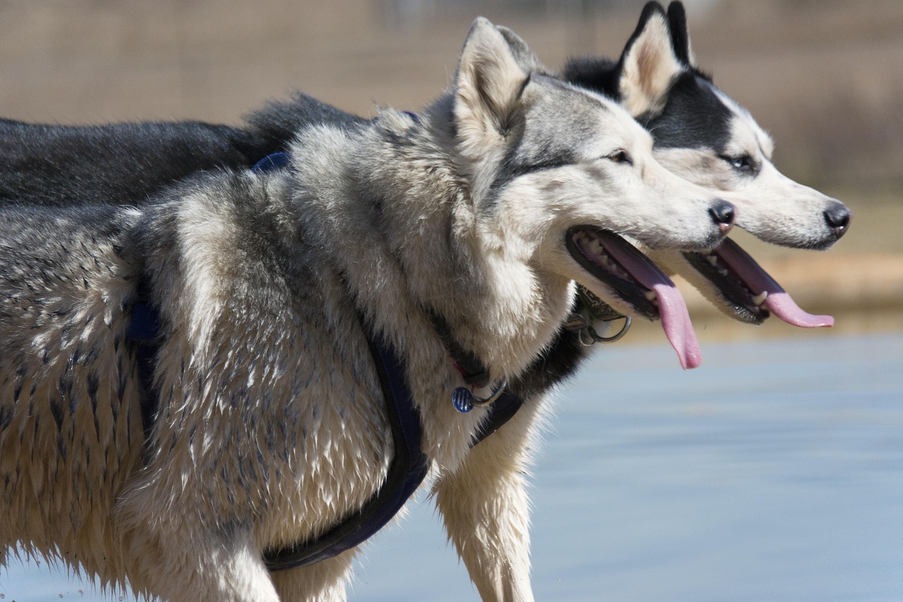 siberian husky, pet, animal, husky, dog