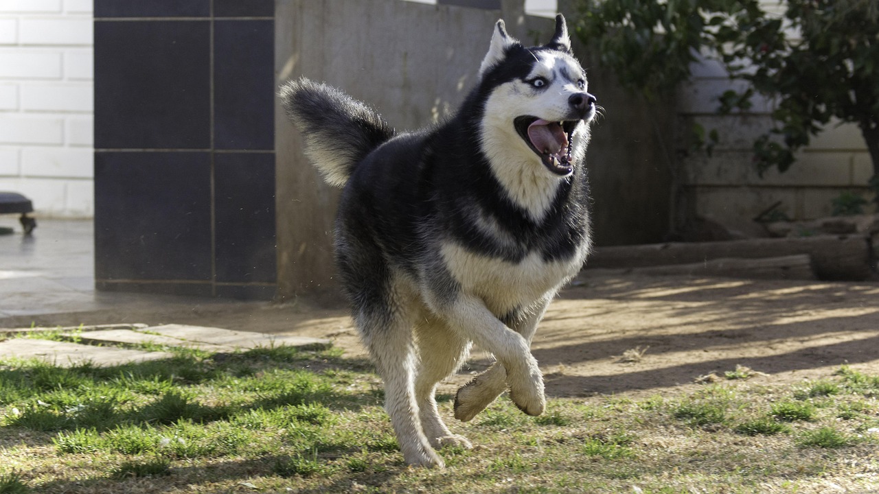 siberian husky, pet, animal, husky, dog