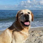 labrador sea, labrador beach, labrador vacation, retriever sea, retriever beach, nature, retriever vacation, dog sea, pleasure, beach, sea, north sea, dog photography