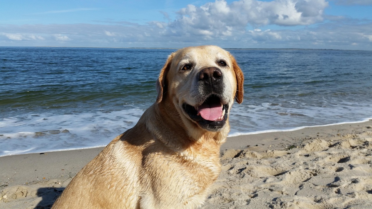 labrador sea, labrador beach, labrador vacation, retriever sea, retriever beach, nature, retriever vacation, dog sea, pleasure, beach, sea, north sea, dog photography