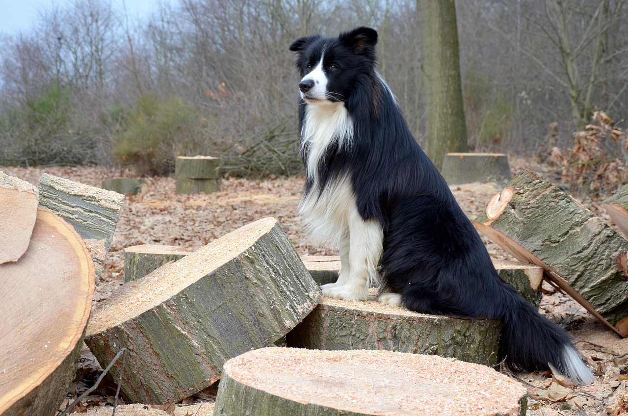 dog, collie, pet, border collie, animal, british herding dog, purebred dog
