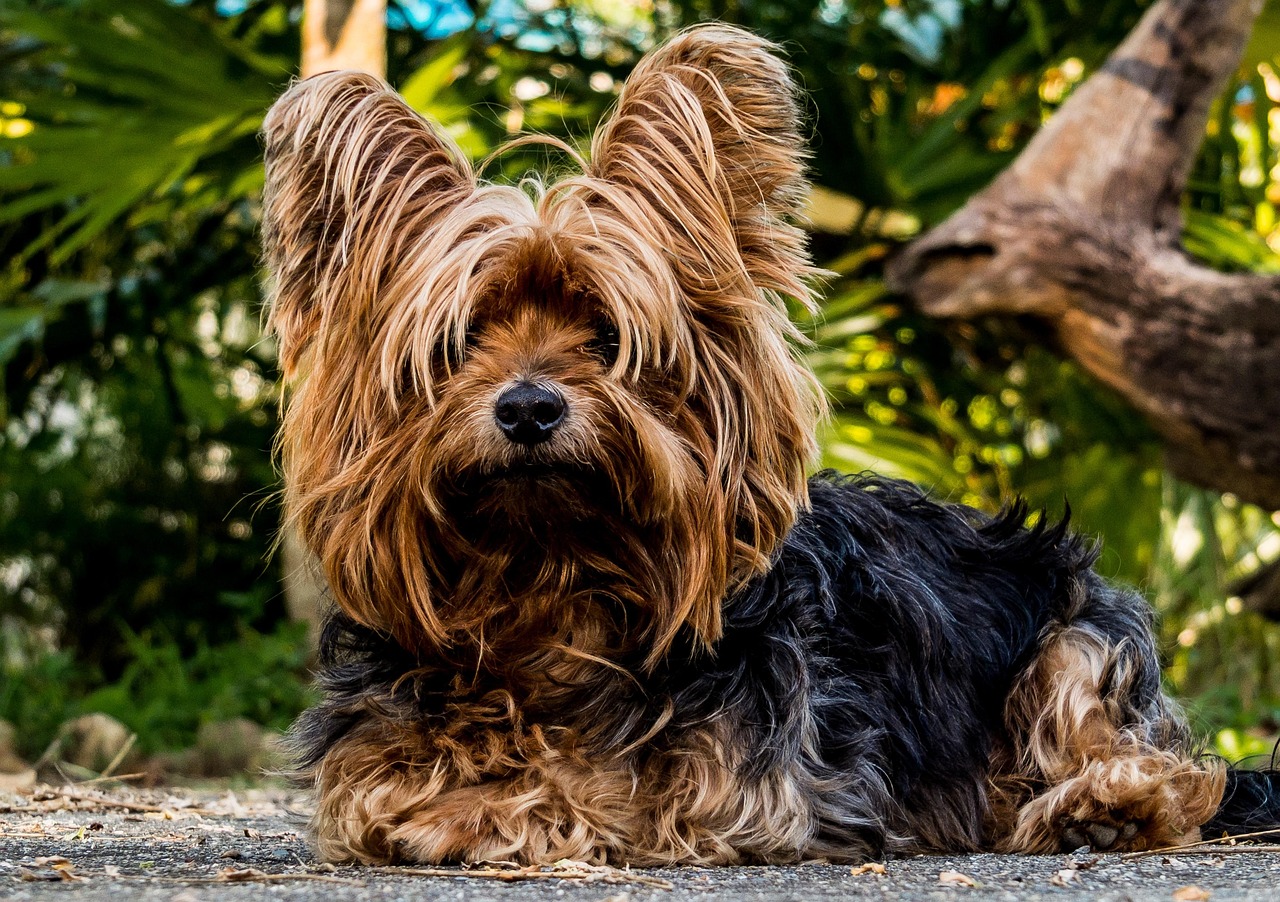dog, pet, yorkshire terrier, animal, small dog