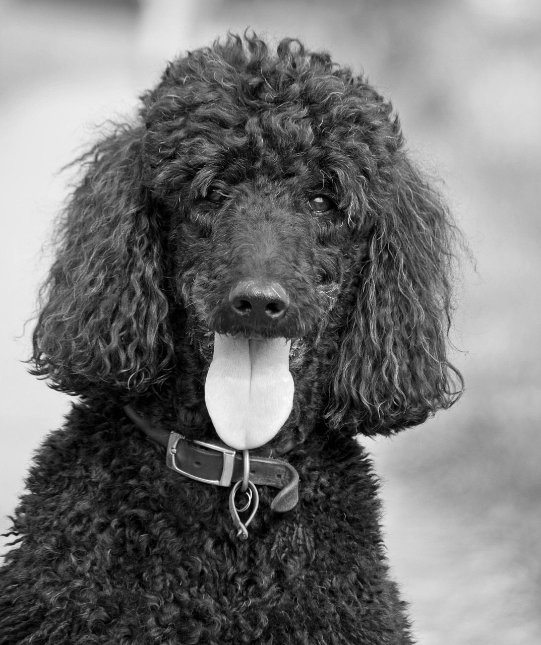 dog, nature, poodle, beautiful, standard poodle, black, monochrome, animal, black white, pet, breed, pedigree, portrait, head, close-up, gray dog, gray pets, gray closed