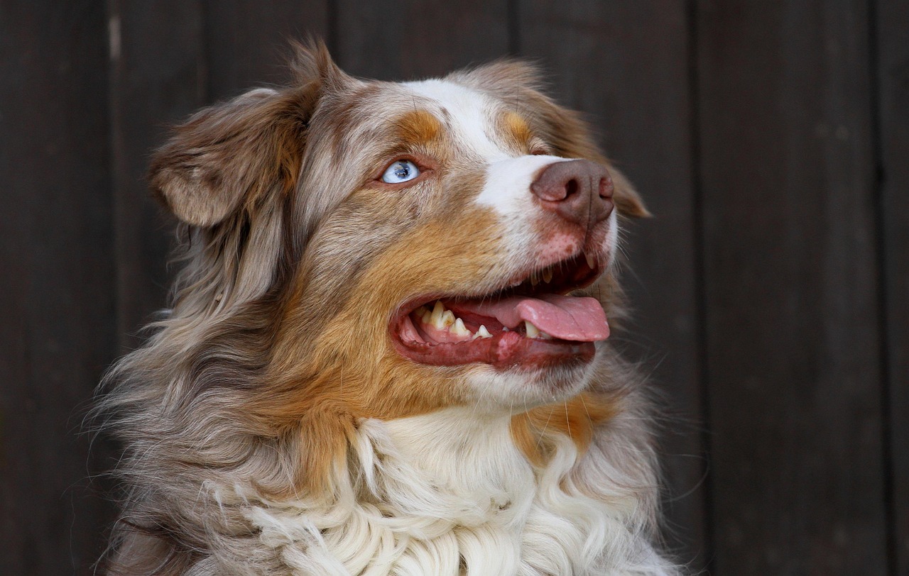 odin, rude, australian shepherd, australian shepherd, australian shepherd, australian shepherd, australian shepherd, australian shepherd