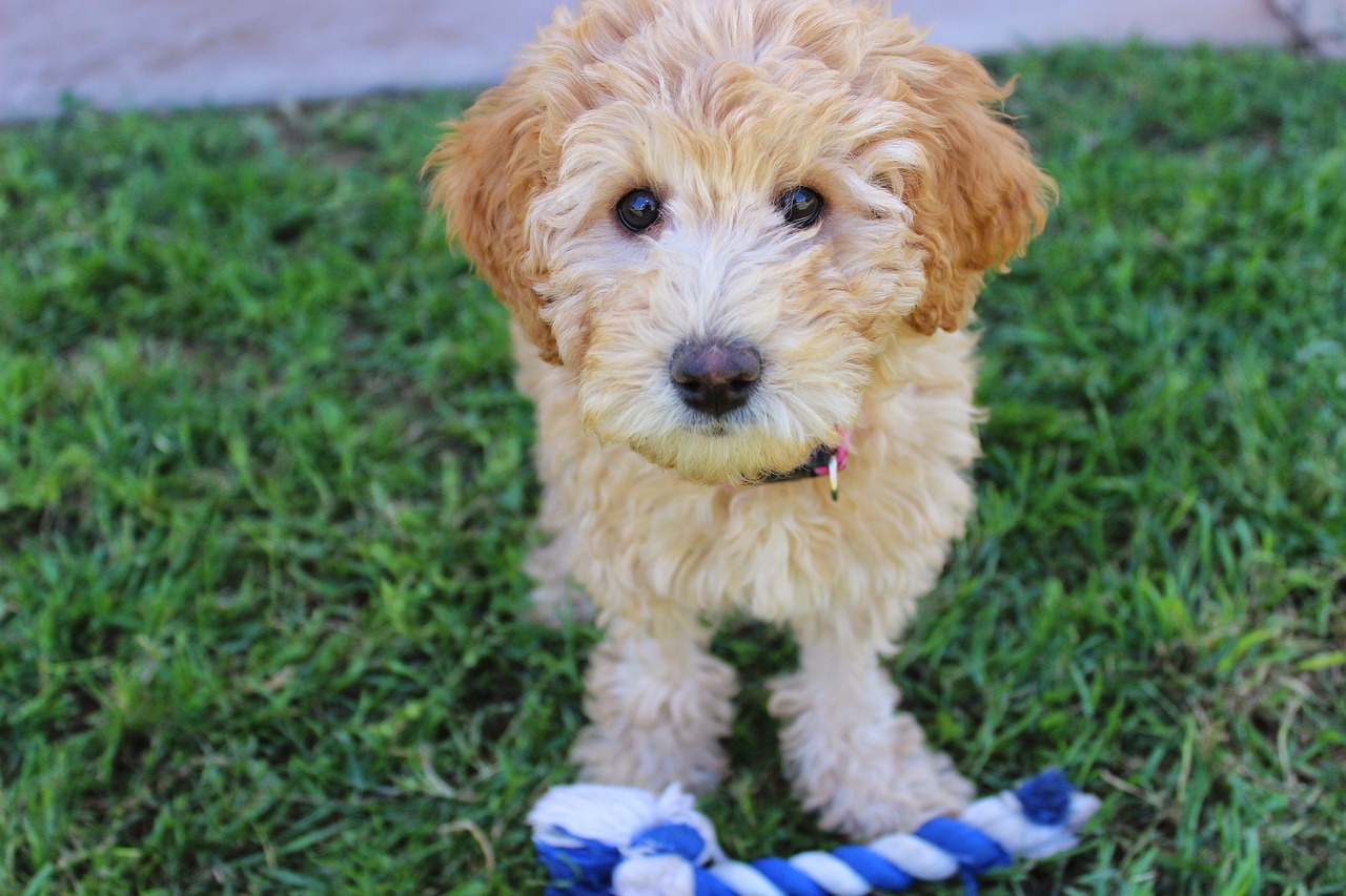 puppy, labradoodle, dog, cute puppy, pet, cute dog, animal, blonde