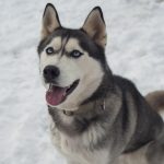 husky, animal, dog, pet, siberian husky, sled dog