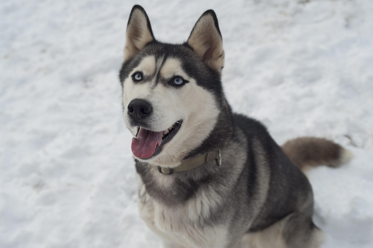 husky, animal, dog, pet, siberian husky, sled dog