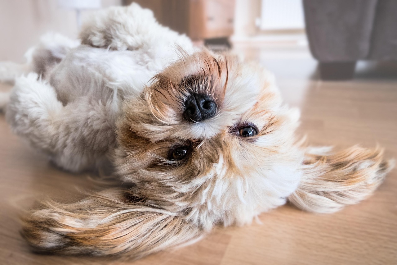 dog, pet, canine, animal, nature, lying, fur, snout, mammal, dog portrait, animal world, shih tzu, cute, cutie, resting, belly