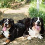 animal, dog, nature, pet, bernese mountain dog