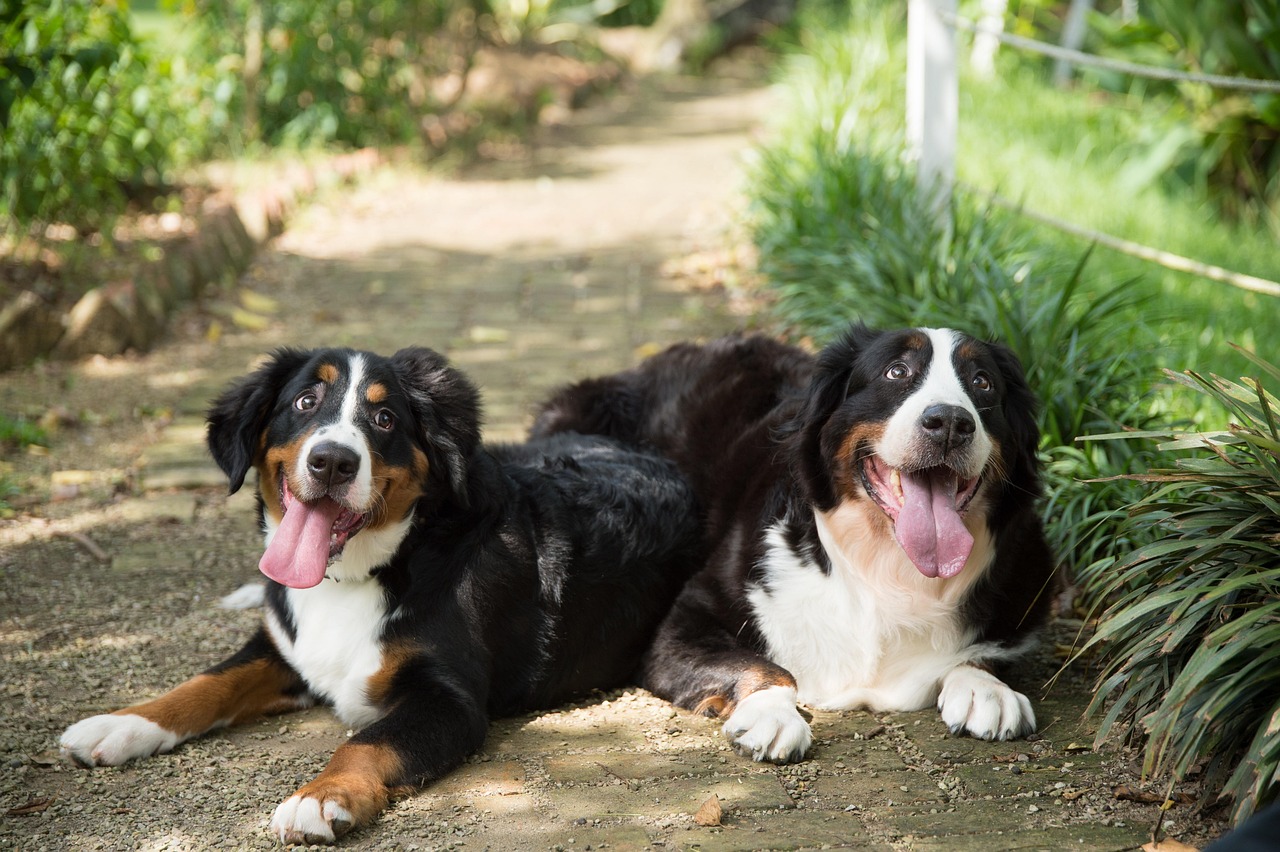 animal, dog, nature, pet, bernese mountain dog