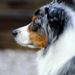 dog, pet, animal, australian shepherd, shepherd dog