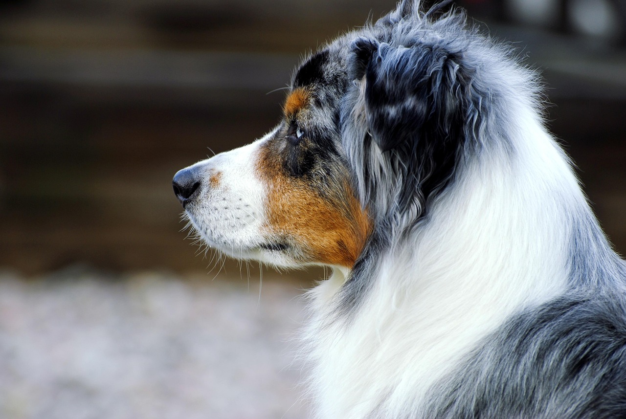 dog, pet, animal, australian shepherd, shepherd dog