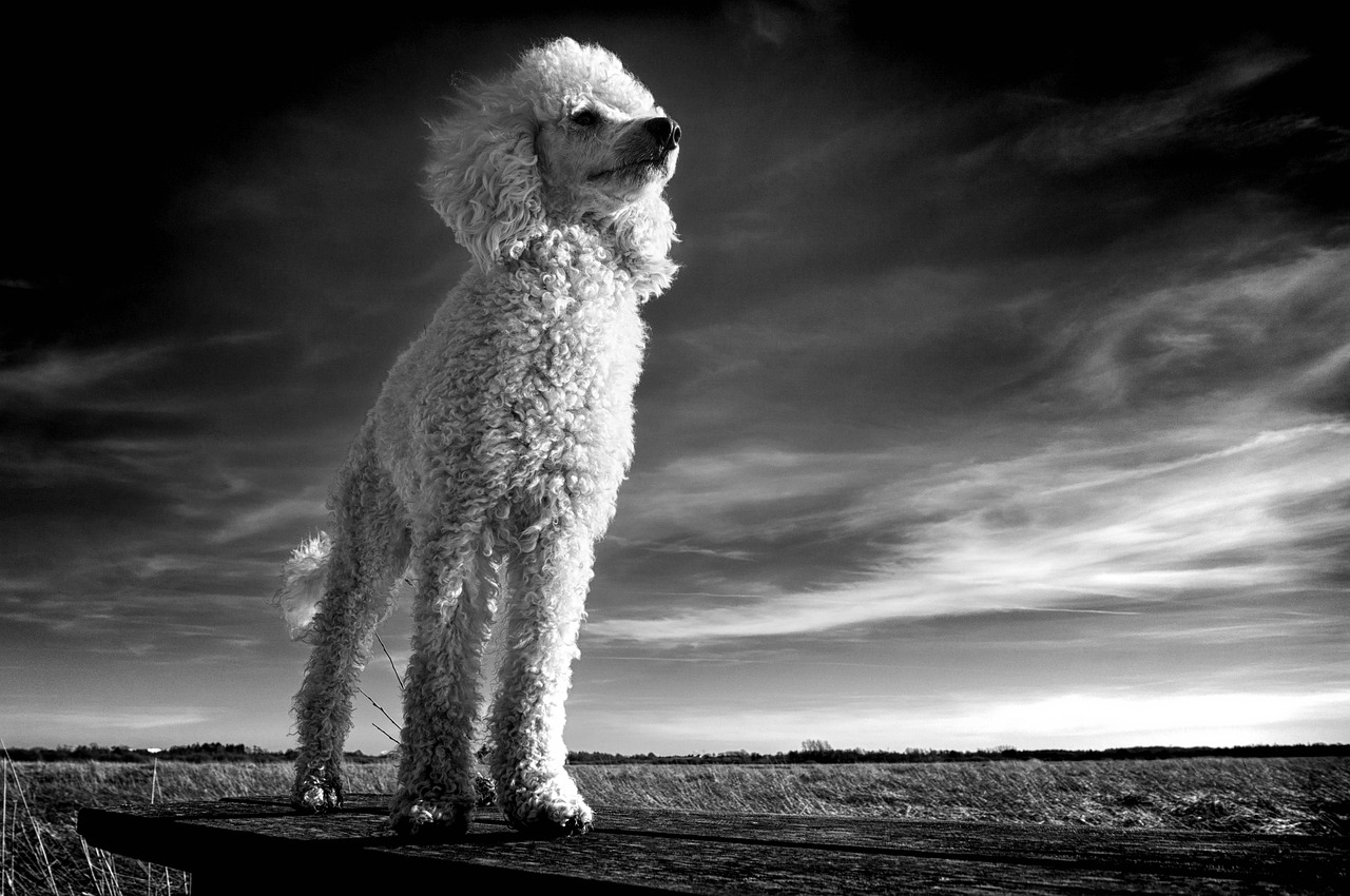 animal, nature, poodle, mammal, friend, breed, monochrome, dog, pet