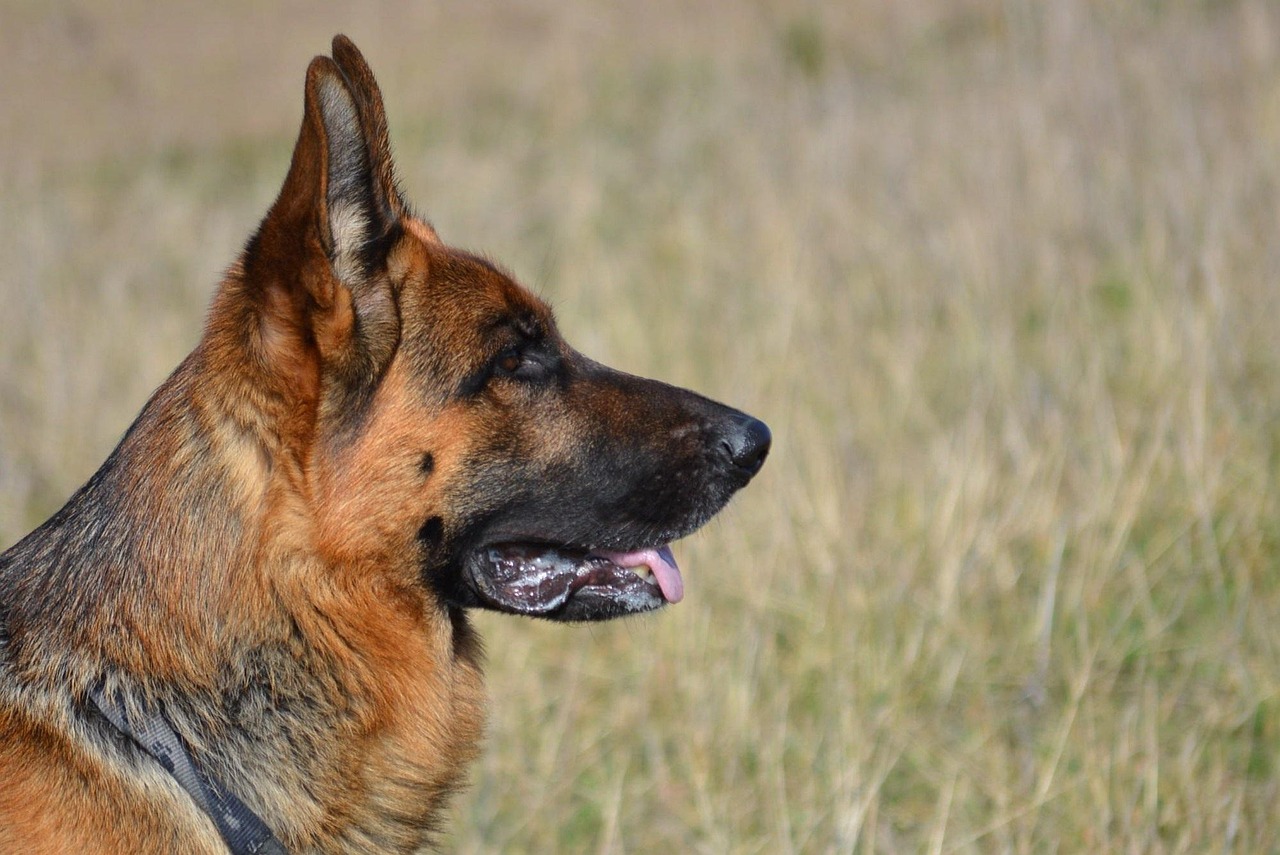 german shepherd, shepherd, almind, denmark, german shepherd, german shepherd, german shepherd, german shepherd, german shepherd