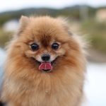 dog, puppy, pet, pomeranian, animal, pet dog
