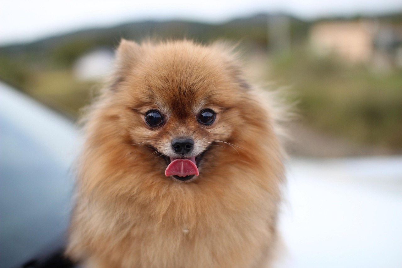dog, puppy, pet, pomeranian, animal, pet dog