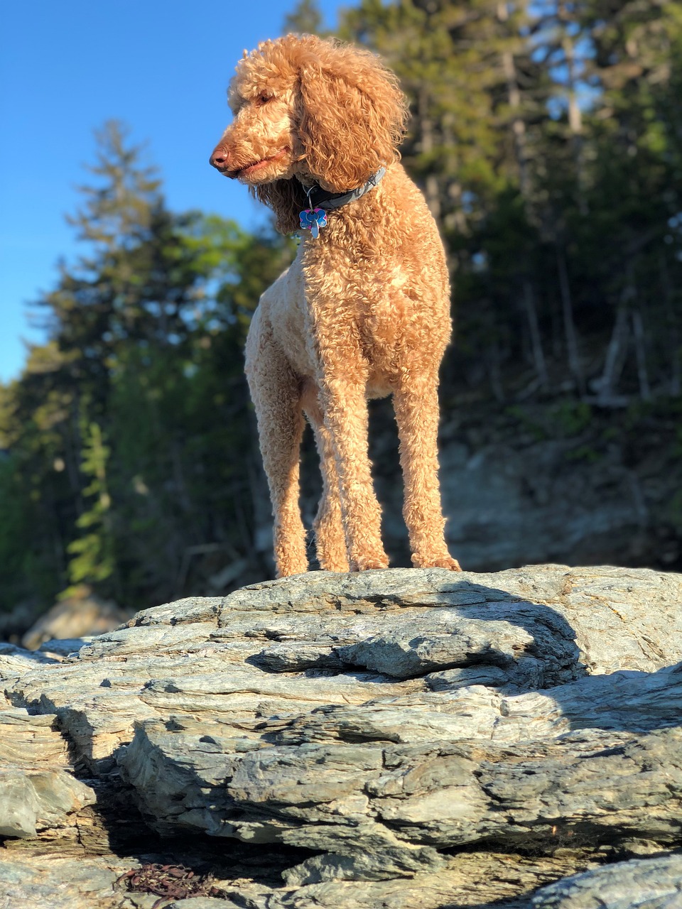 poodle, dog, pet, canine, animal, mammal, doggy, portrait, dog portrait, nature, standard poodle, rock, maine, cute