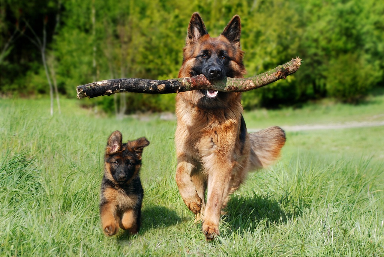 shepherd dog, dog, domestic animal, pet, animal, nature, dog puppy, baby dog, young and old, old german shepherd dog, puppy