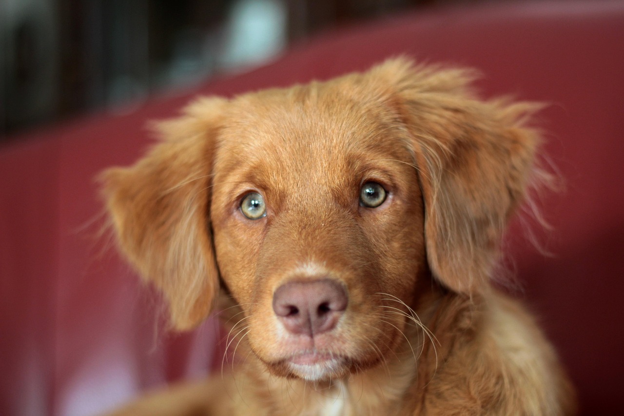 puppy, nature, nova scotia duck tolling retriever, toller, pet, canine, dog, animal