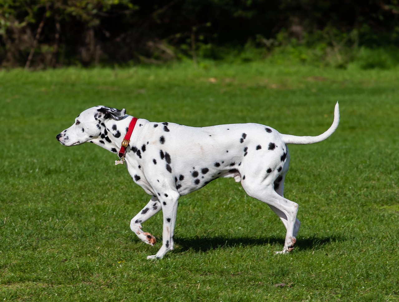 dalmatian dog, dalmatian, nature, dog, dog in park, animal, pet, domestic, spots, spotty, green pets