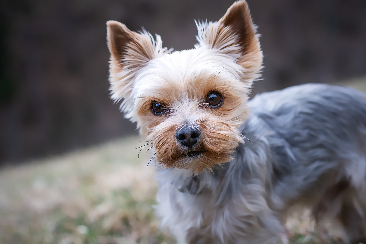 yorkshire terrier, dog, pet, yorkie, small dog, nature, animal, domestic dog, purebred dog, canine, mammal, cute, closeup, animal portrait