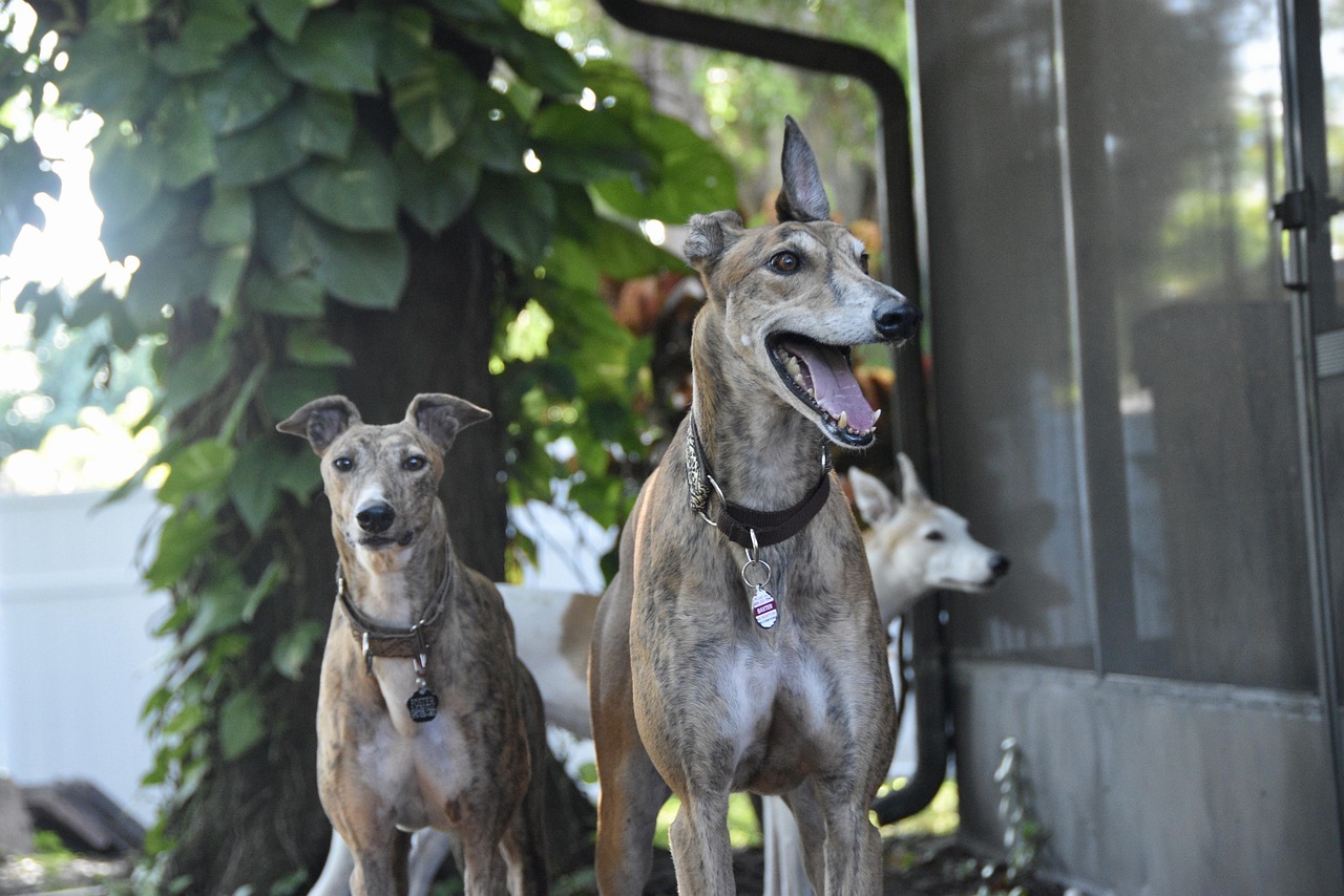 greyhound, sight hound, dog, retired racing dog, 45mph, pet, greyhounds, adopt greyhound, greyhound in florida, 3 greyhounds, animal, greyhound gang