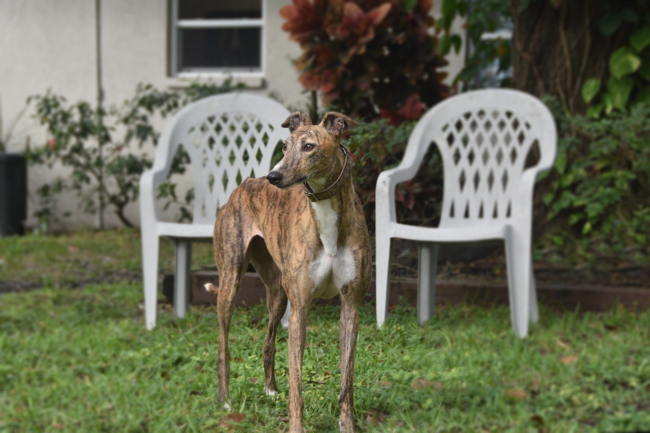 greyhound, retired racing dog, brindle greyhound, sight hound, dog, 45mph, greyhounds, adopt greyhound, greyhound in florida, greyhound racing, animal, pet, greyhound gang