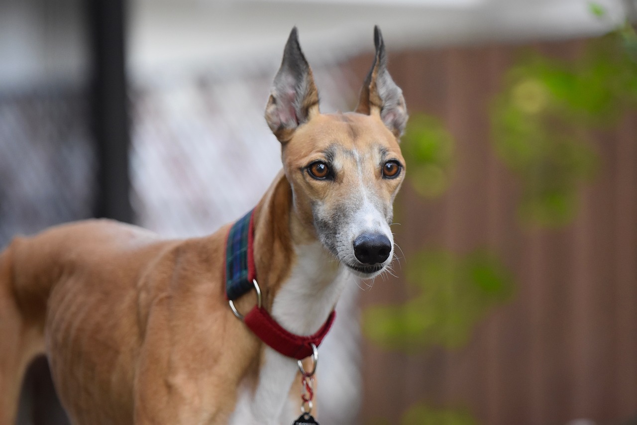greyhound, greyhounds, animal, retired racing dog, 45mph, dog, adopt greyhound, greyhound gang, pet, sight hound