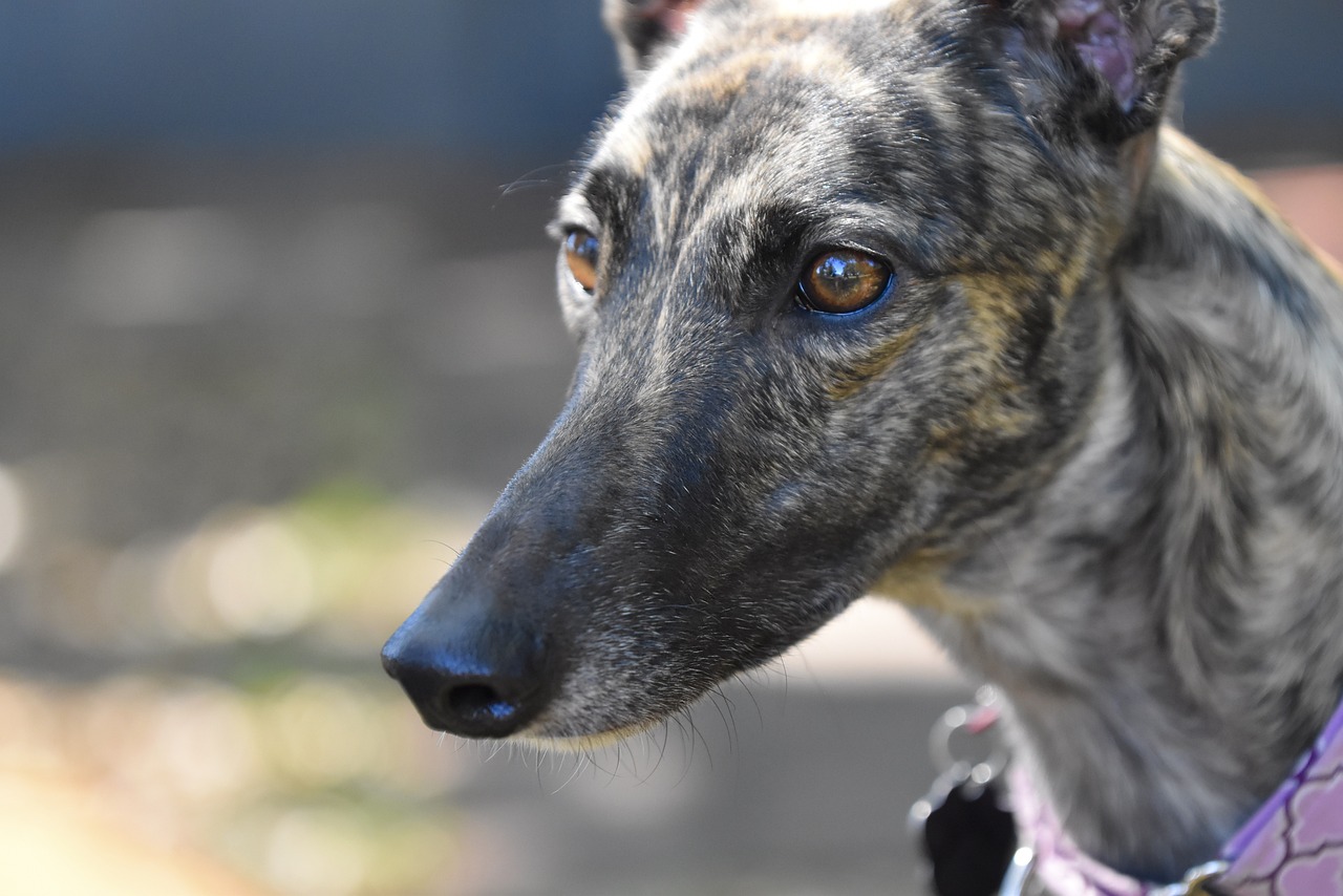 greyhound, greyhounds, retired racing dog, 45mph, dog, pet, adopt greyhound, animal, greyhound gang, sight hound, gray dog