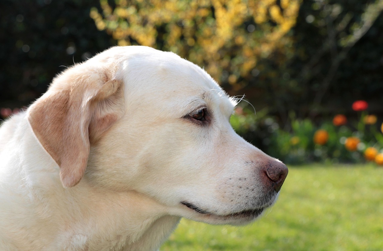 labrador retriever, labrador, pet, canine, dog, animal, outdoors, backyard, nature, garden