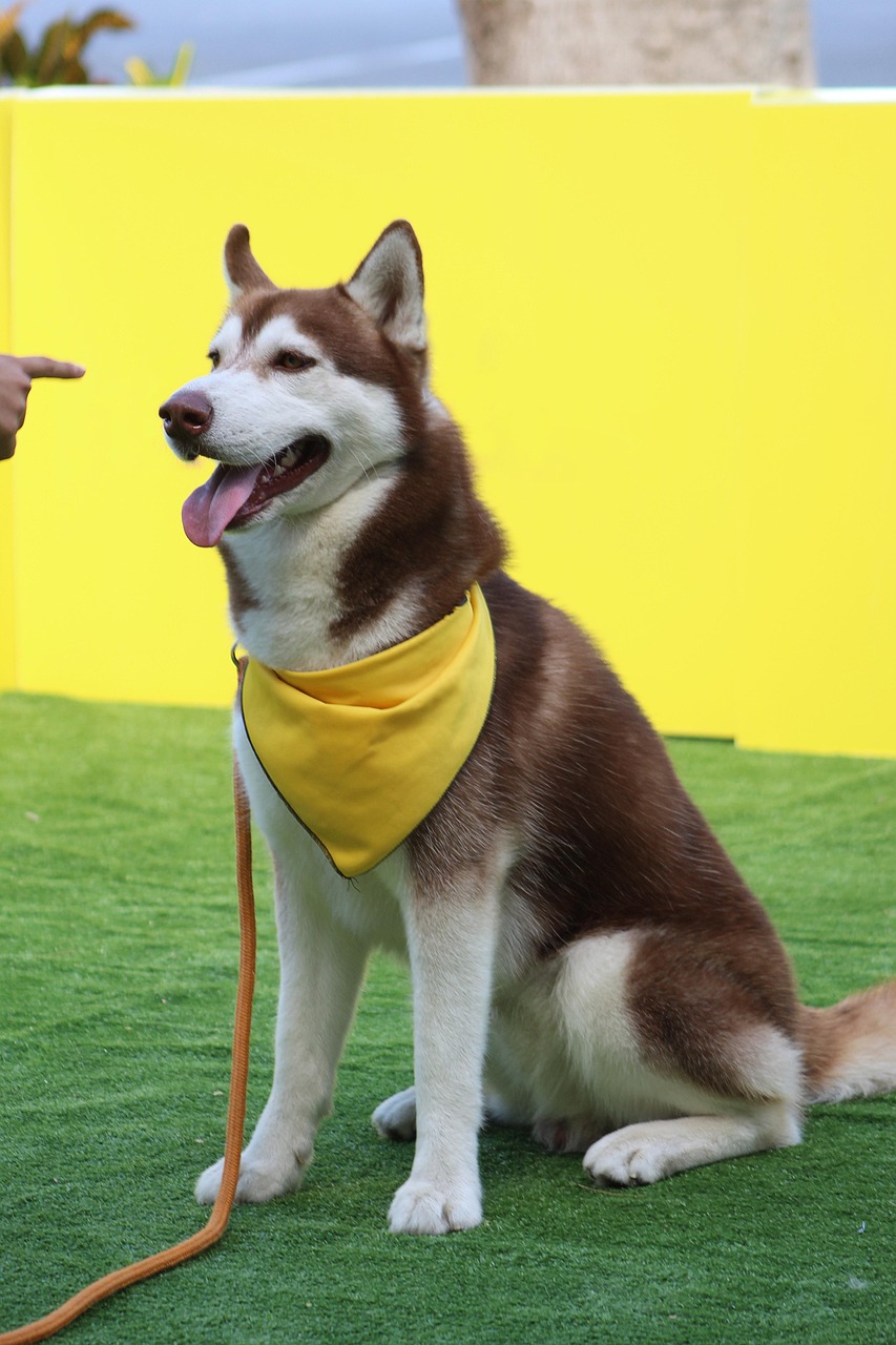 siberian husky, dog command, stay, dog competition, husky, trust, attachment, companionship, esteem, calm, experience, stop, walk, dog trainer, dog command, dog trainer, dog trainer, dog trainer, dog trainer, dog trainer