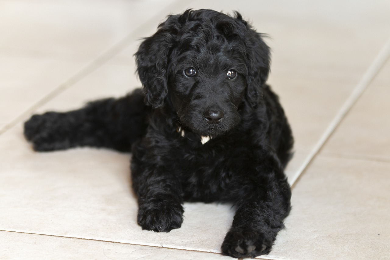 dog, pet, domestic, canine, mammal, animal, breed, puppy, fur, nature, labradoodles, labradoodle