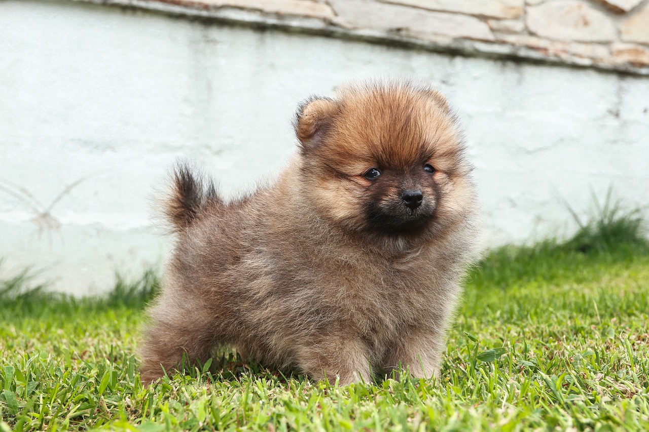 puppy, dog, pomeranian, nature, pet, brown pomeranian, animal, mammal, cute, fluffy, charming, playful, small, portrait