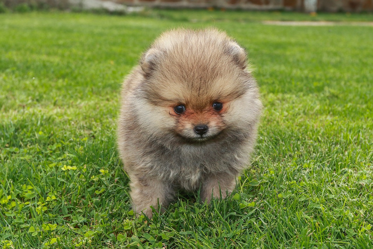 puppy, dog, nature, pomeranian, brown pomeranian, animal, mammal, cute, pet, fluffy, charming, playful, small, portrait