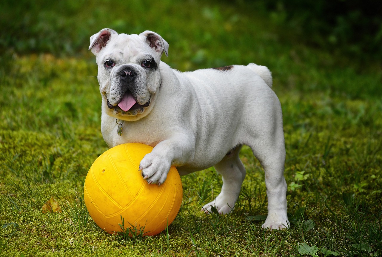 english bulldog, bulldog, ball, dog, pet, white dog, nature, canine, domestic, domestic dog, portrait, dog portrait, mammal, animal