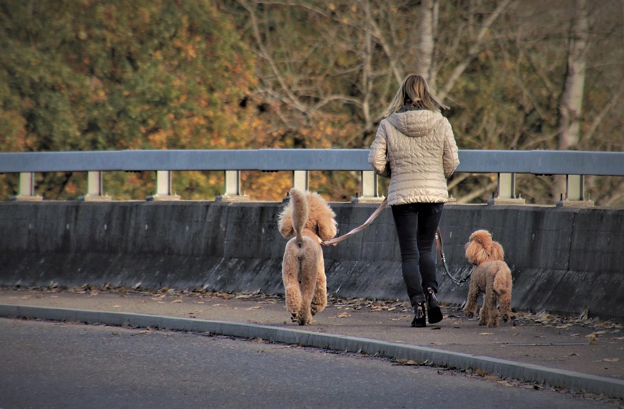 dog, large poodle, the person, walk, owner, leash, friendship, road, dog walk, animal, purebred dogs, walking, autumn, pet, domestic dogs, purebred dog, on a leash, the side of the road