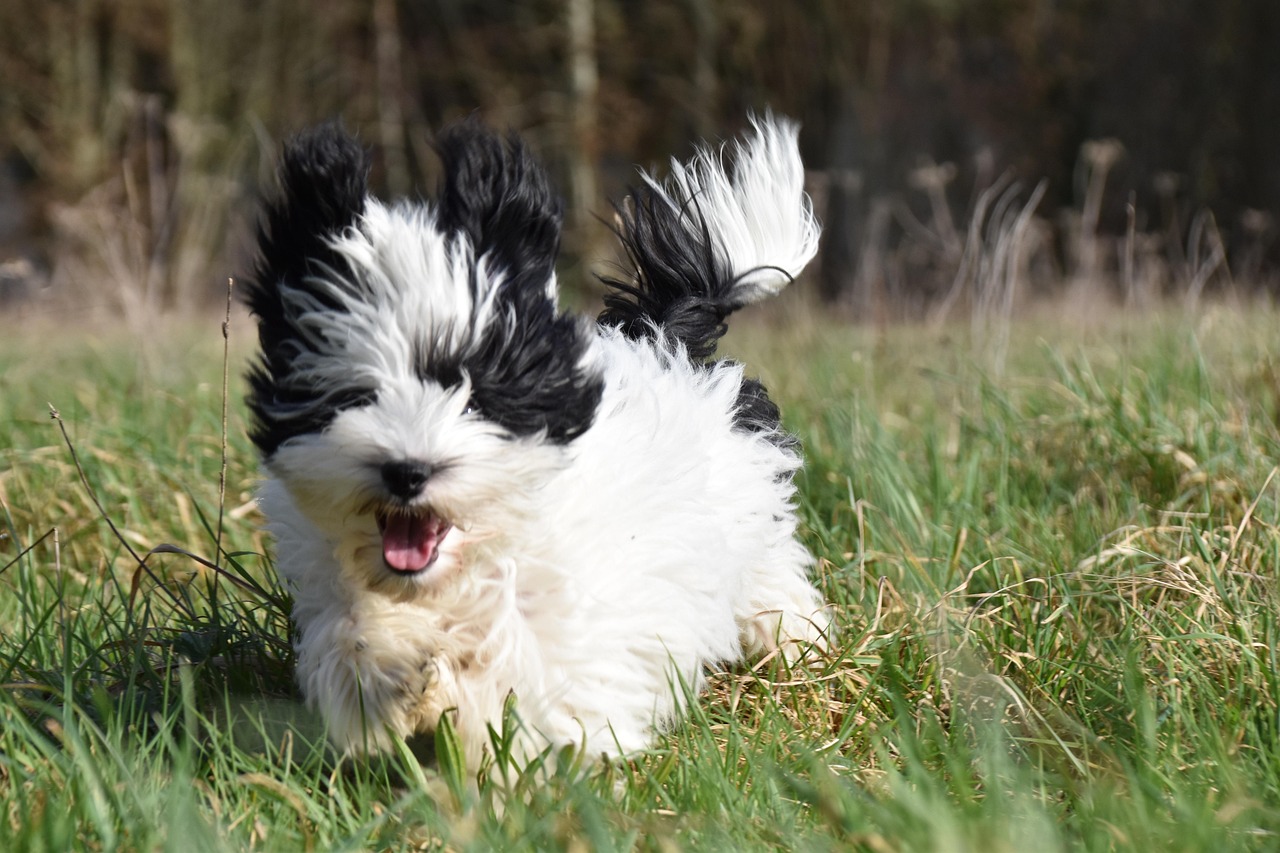puppy, havanese, classes, functioning, playful, playful dog, playful puppy, dog, canine, pet, happy, grass, outside, nature, animal, the dog runs, little dog, black white havanese, rosemary havanese