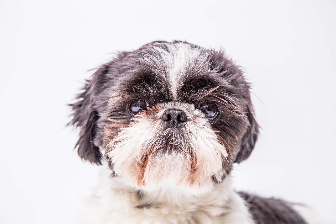 dog, canine, shih tzu, puppy, pet, animal, domestic, portrait, companion