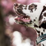 dalmatian, dog, pet, nature, head, snout, animal, domestic dog, canine, mammal, cute, closeup, portrait