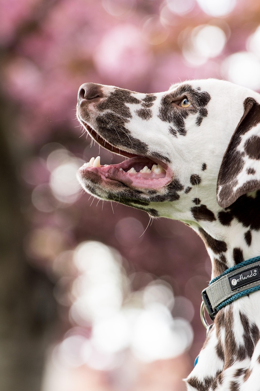 dalmatian, dog, pet, nature, head, snout, animal, domestic dog, canine, mammal, cute, closeup, portrait