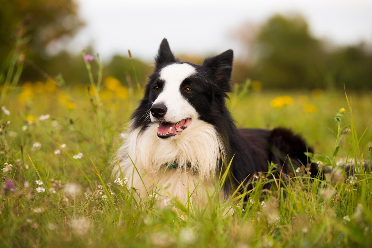 border collie, collie, dog, pet, canine, animal, lying, fur, snout, meadow, mammal, dog portrait, animal world, nature, border collie, border collie, border collie, border collie, border collie, dog