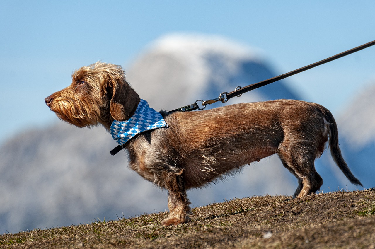 dog, nature, pet, leashed, canine, animal, puppy, fur, snout, mammal, dog portrait, animal world