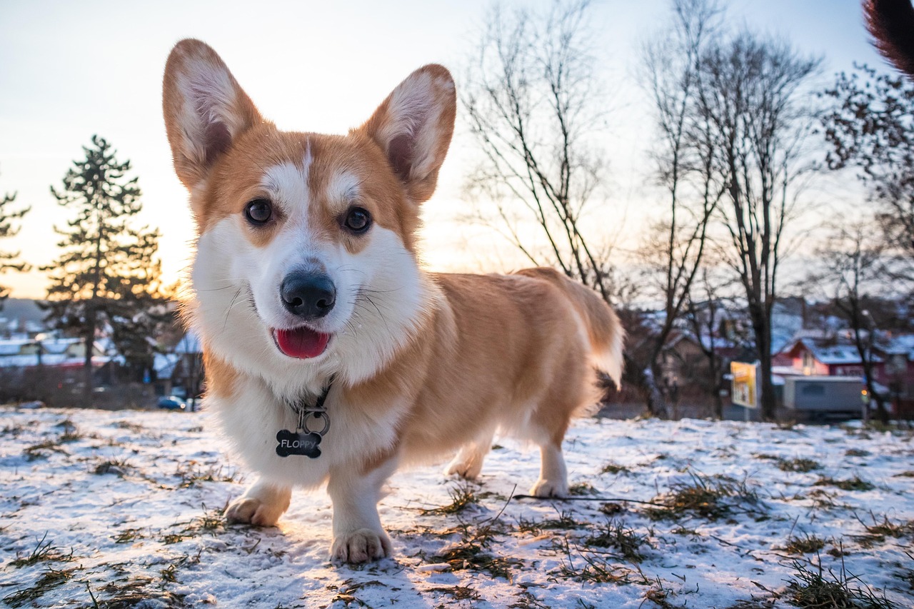 animal, nature, dog, corgi, pembroke welsh corgi, pet, canine, purebred, snow, winter, welsh corgi